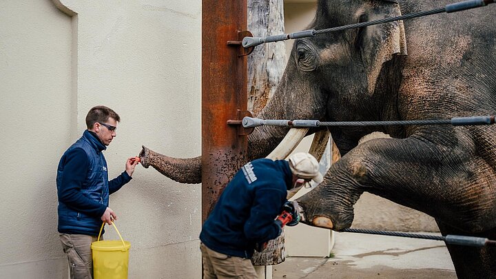 Zwei Tierpfleger kümmern sich um die Füße eines asiatischen Elefantenbullen.