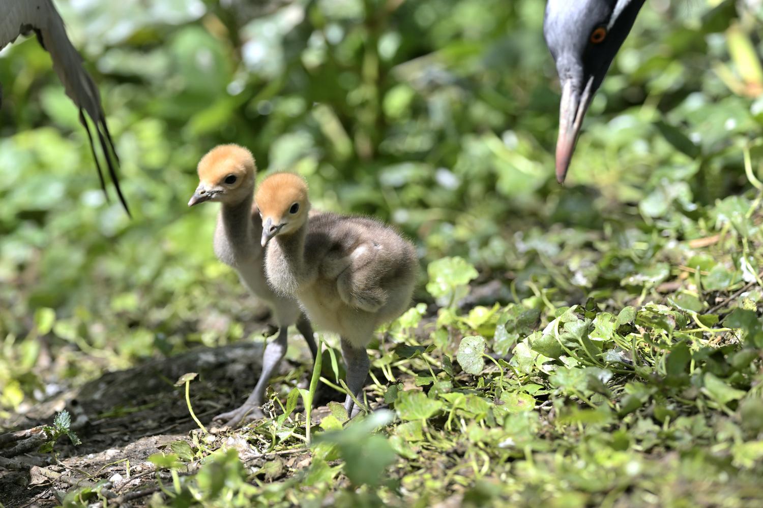 Two chicks of Demoiselle Cranes.