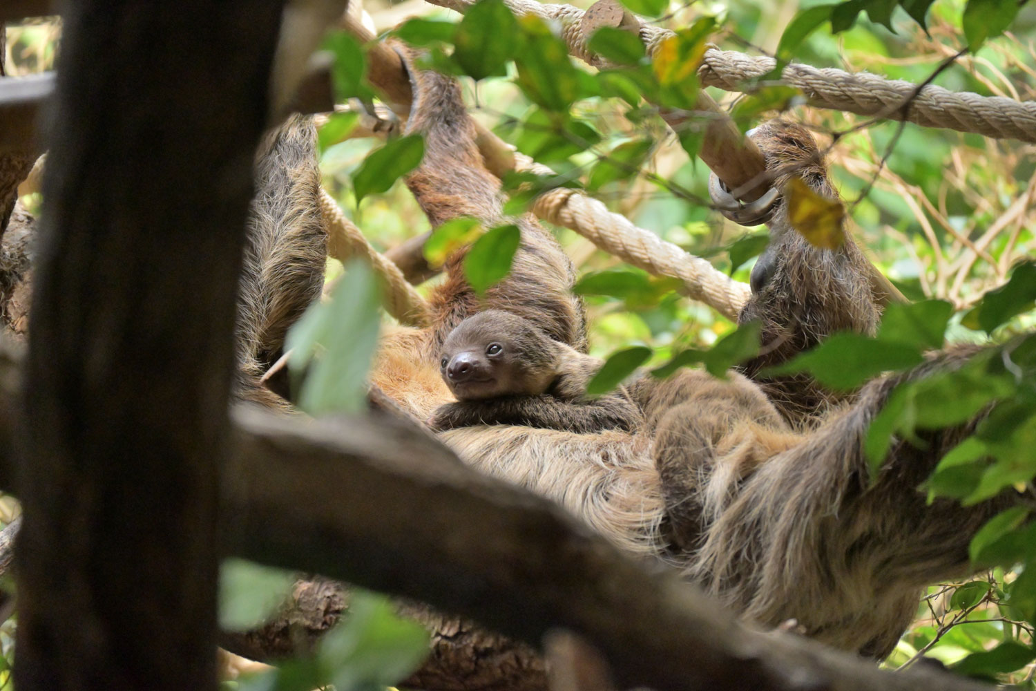 A young Linnaeus' two-toed Sloth on its mother's belly.
