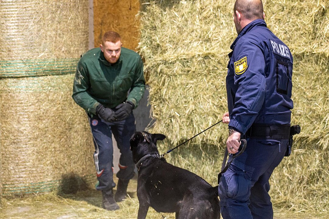 Training der Rettungshundestaffel: Hund stellt einen Einbrecher.