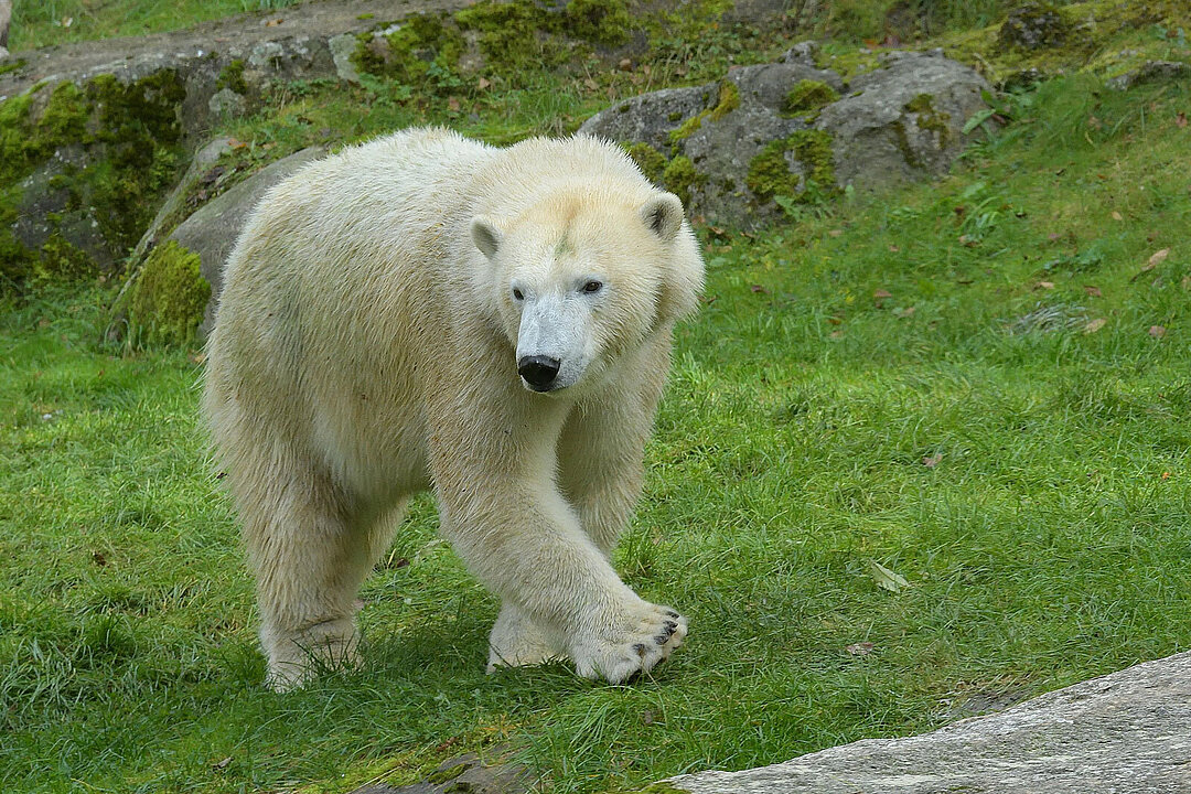 Ein Eisbär geht auf einem grünen Rasen in Hellabrunn.
