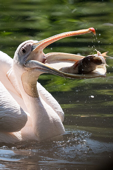 Pink Pelican Ein Pelikan frisst einen Fisch.