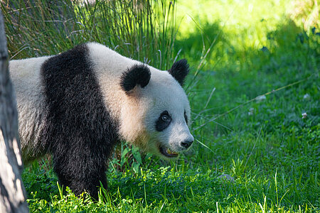 Großer Panda Ein Großer Pandas steht im Grünen.