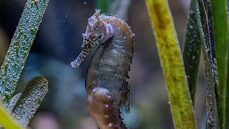 Ein Seepferdchen schwebt zwischen einzelnen Pflanzenblättern.