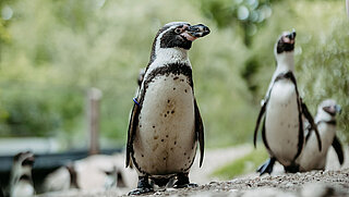 Es sind mehrere Humboldtpinguine zu sehen.