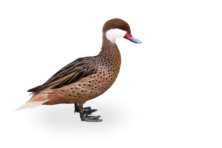 The picture shows a White-Cheeked Pintail standing in profile.
