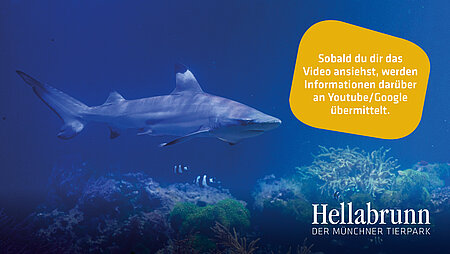 Ein Schwarzspitzen-Riffhai im Hellabrunner Aquarium.