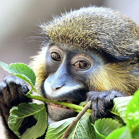  In the picture a mustached guenon is eating a branch with green leaves.