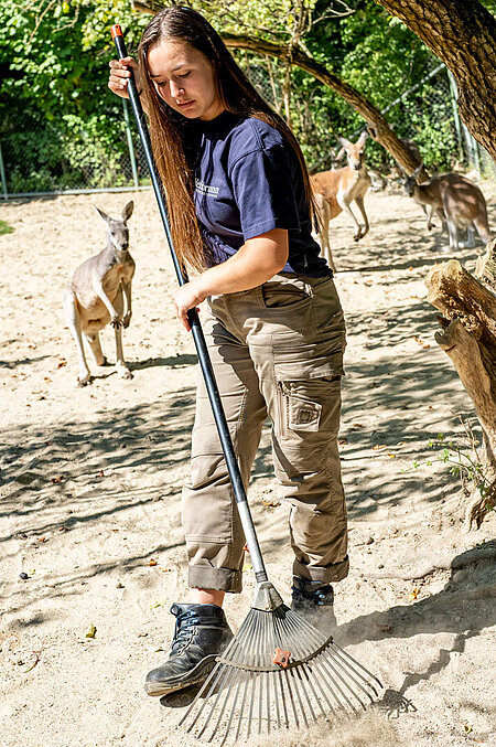 Eine Auzubildende beim Reinigen der Anlage, ein paar Kängurus schauen interessiert zu.