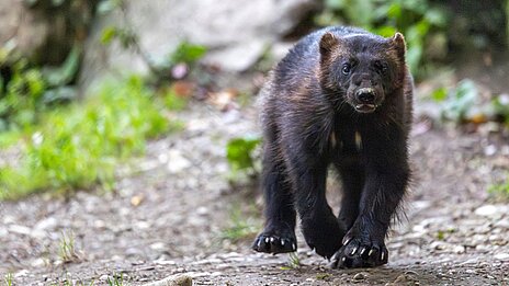 Vielfraß im Tierpark Hellabrunn