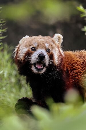 Ein Kleiner Panda, der neugierig schaut