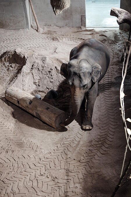 [Translate to English:] Elefantendame Panang ist gut im Zoo Zürich in der Sandbox angekommen.