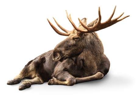 The picture shows an European Elk lying down, it has big antlers and looks to the left side of the picture.