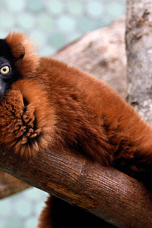 A red Vari sits on a branch and looks towards the camera.