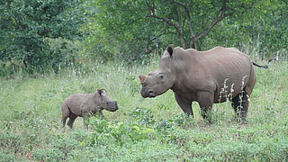 Ein Nashorn steht mit seinem Jungtier auf einer grünen Wiese.