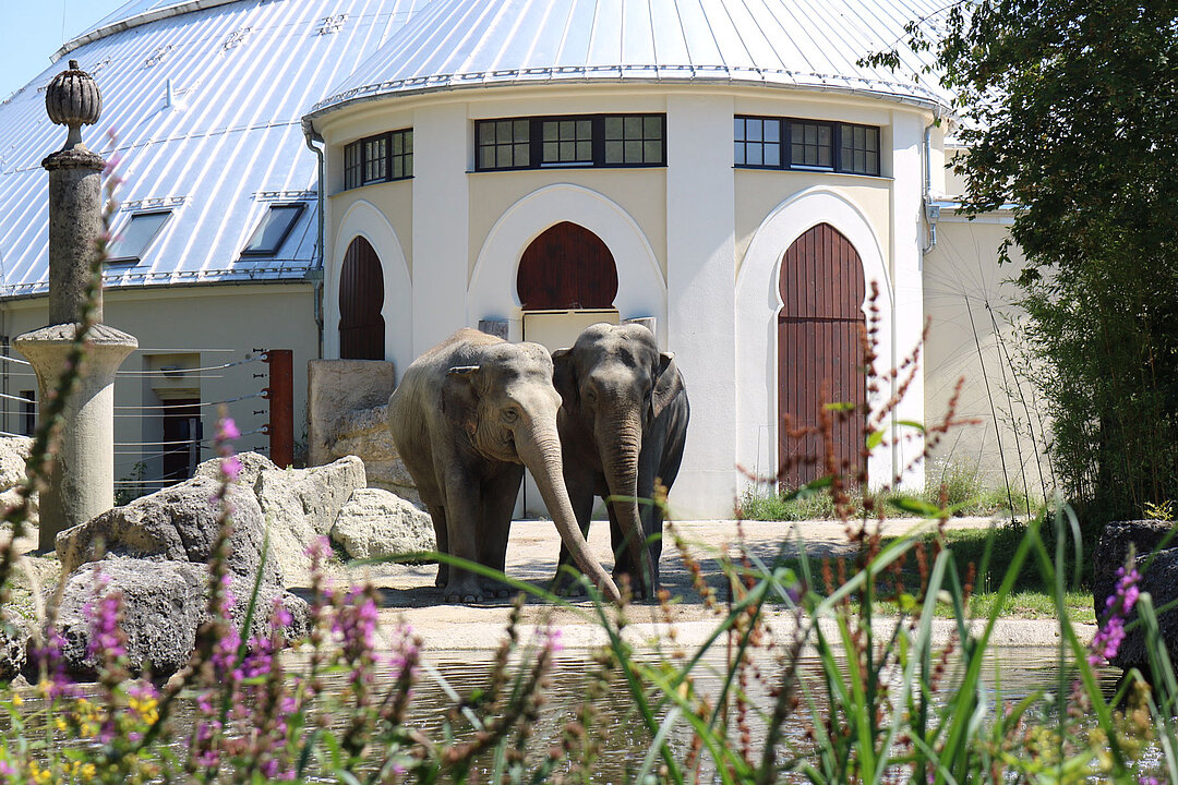 Two elephants standing side by side in front of the elephant house