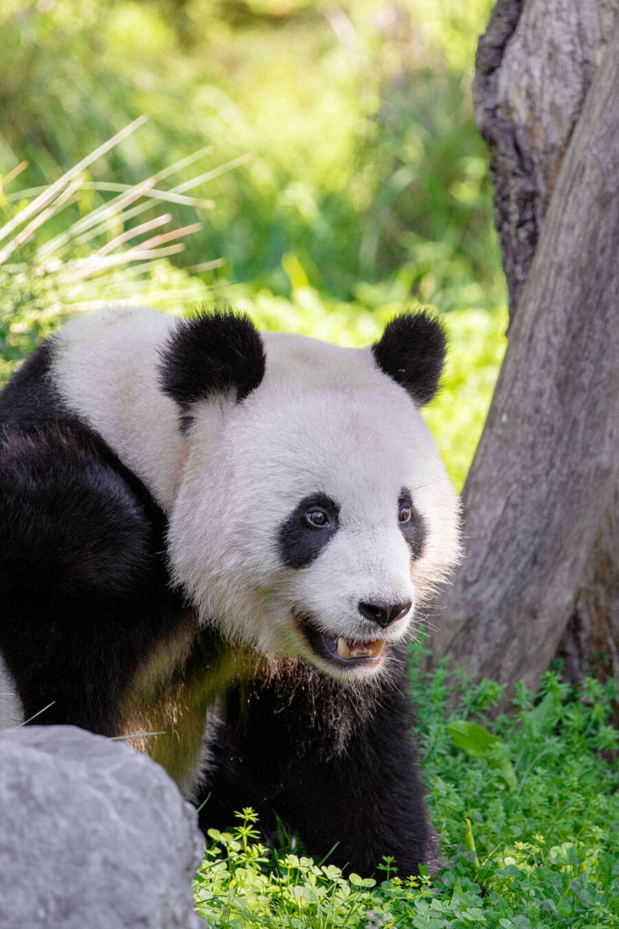 Großer Panda Ein Großer Panda.