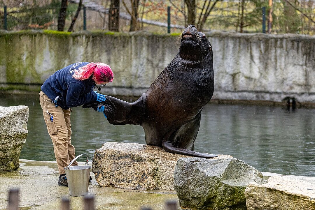 Links im Bild ist eine Tierpflegerin, die sich die Flosse eines großen Mähnenrobbenbullen untersucht.