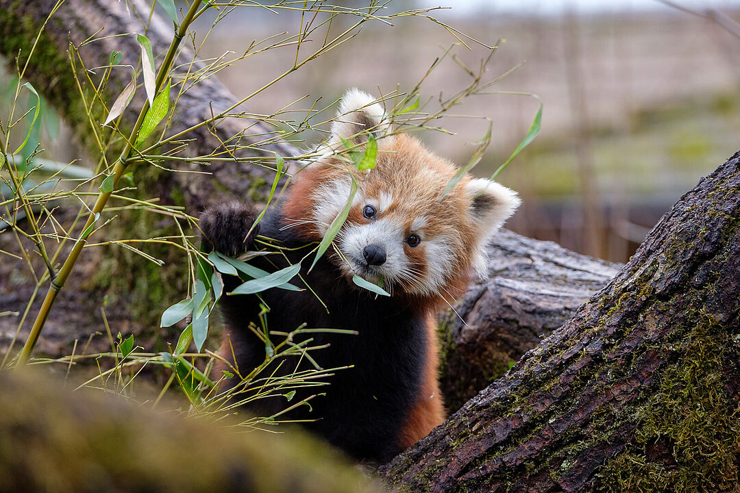 Ein roter Panda, leicht versteckt hinter Bambusblättern.