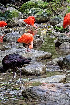 tierpark-hellabrunn-rote-und-braune-sichler-michael-matziol eine Gruppe von roten und braunen Sichlern