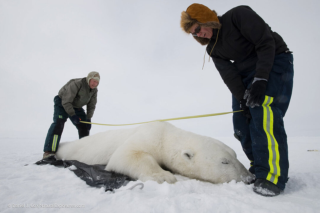 Zwei Ehrenamtliche besendern in der kanadischen Hudson Bay einen Eisbären.