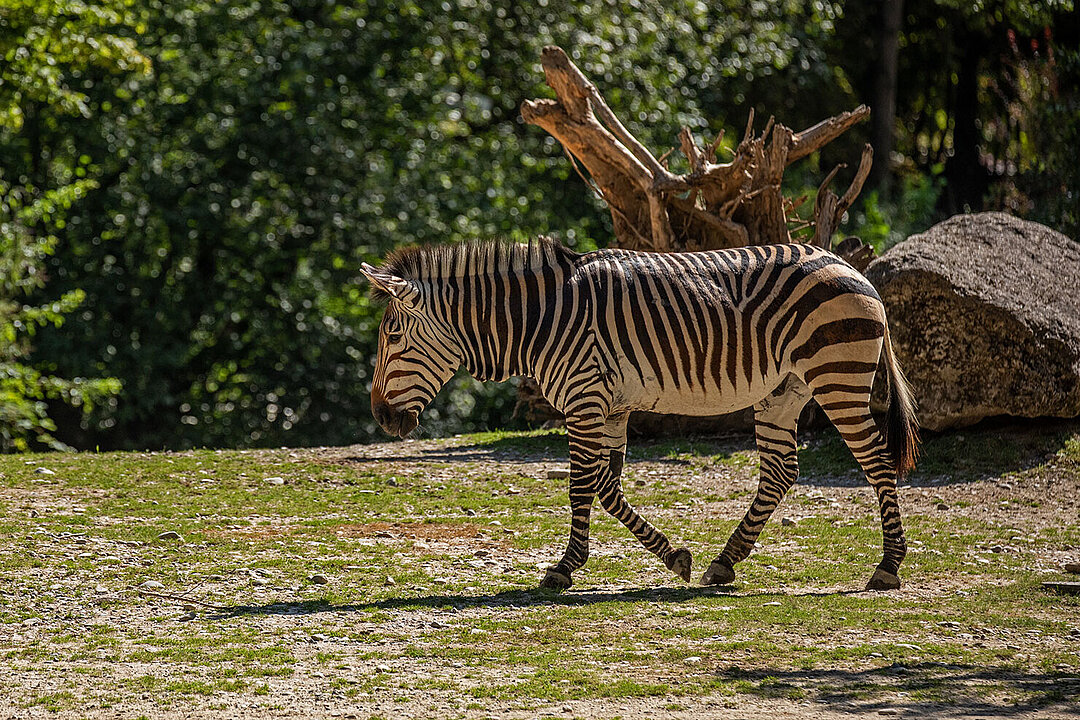 Ein Zebra geht auf grünem Gras, im Hintergrund Bäume.