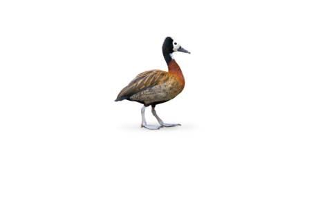 A White-faced Whistling Duck walks towards the right edge of the image.
