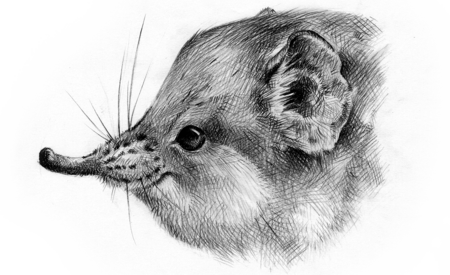 The black and white drawing of a Round-eared elephant shrew head.