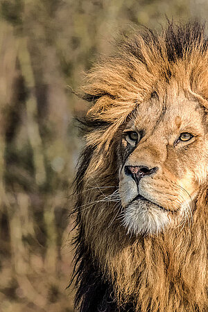Das Porträt von einem Löwen.