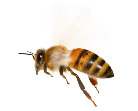 Eine Westliche Honigbiene im Flug.