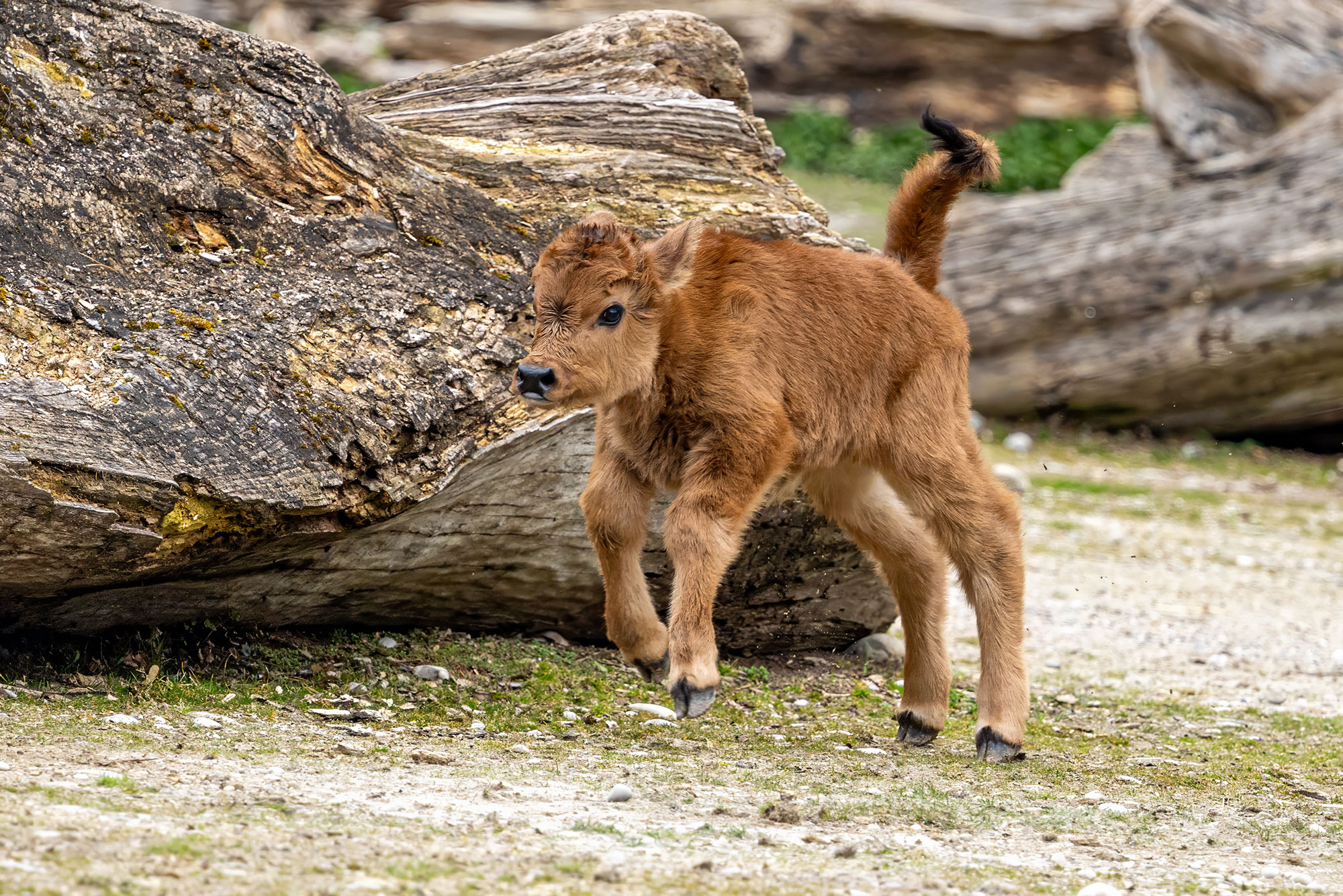Kalb Auerochsen-Rückzüchtung im Tierpark Hellabrunn