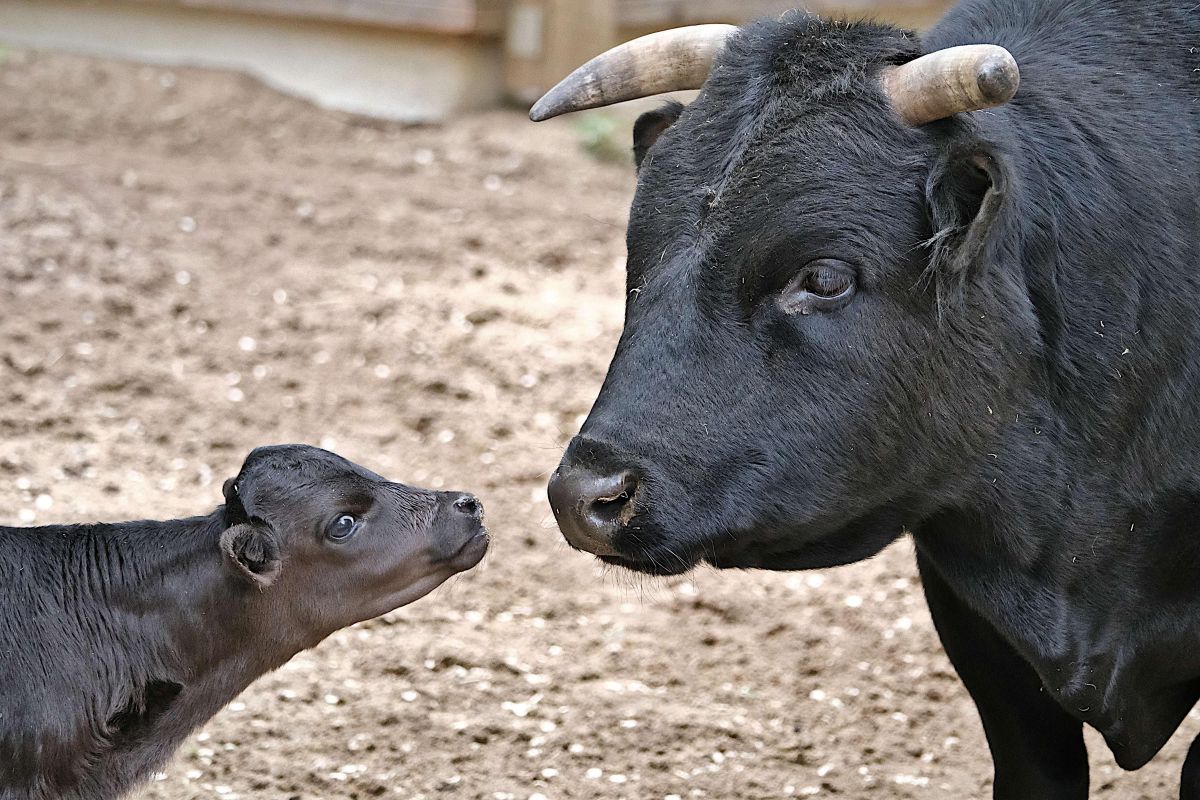 Dahomey-Zwergrind Kalb im Tierpark Hellabrunn