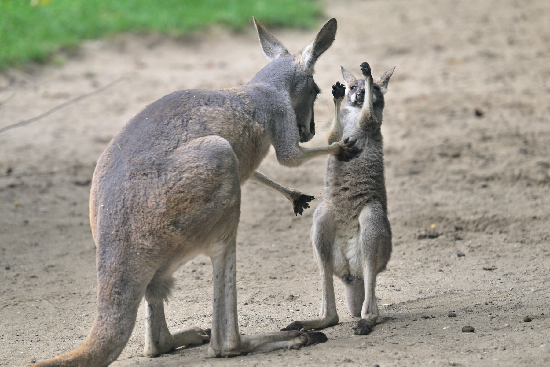 Young red kangaroo