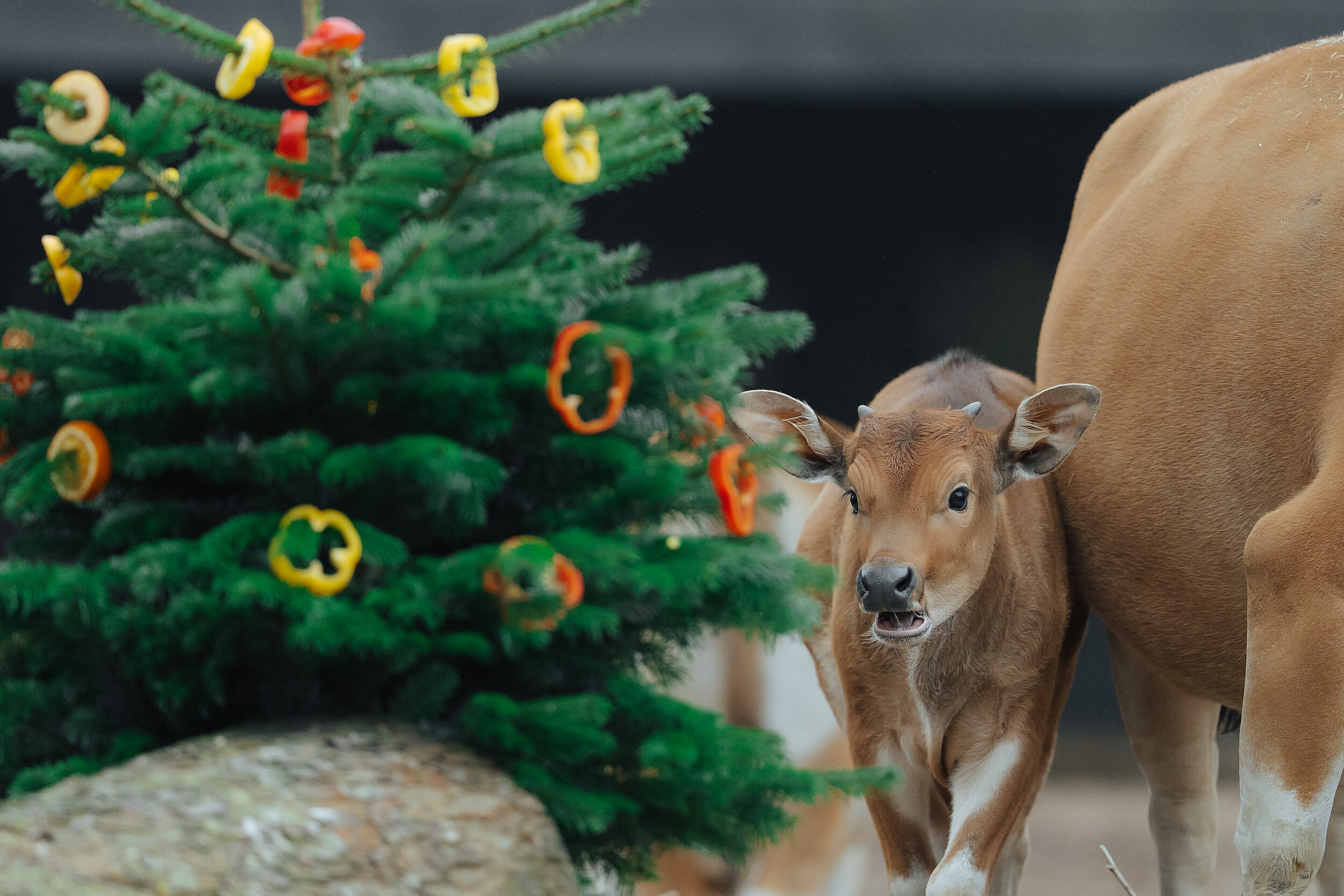 Ein Banteng-Kalb inspiziert neugierig einen mit Futter geschmückten Weihnachtsbaum im Münchner Tierpark Hellabrunn 