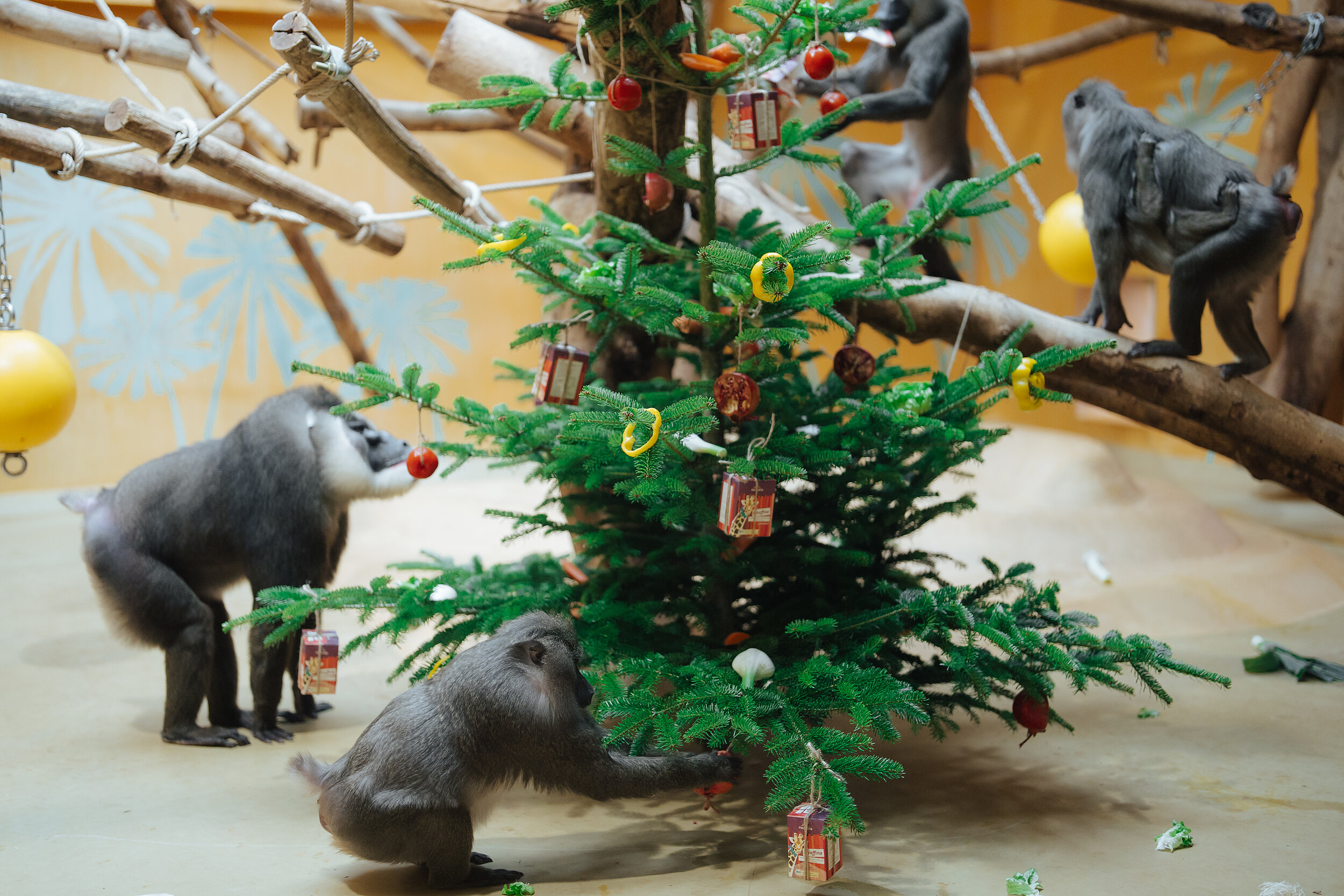 Drills im Tierpark Hellabrunn freuen sich über mit Futter geschmückten Weihnachtsbäume