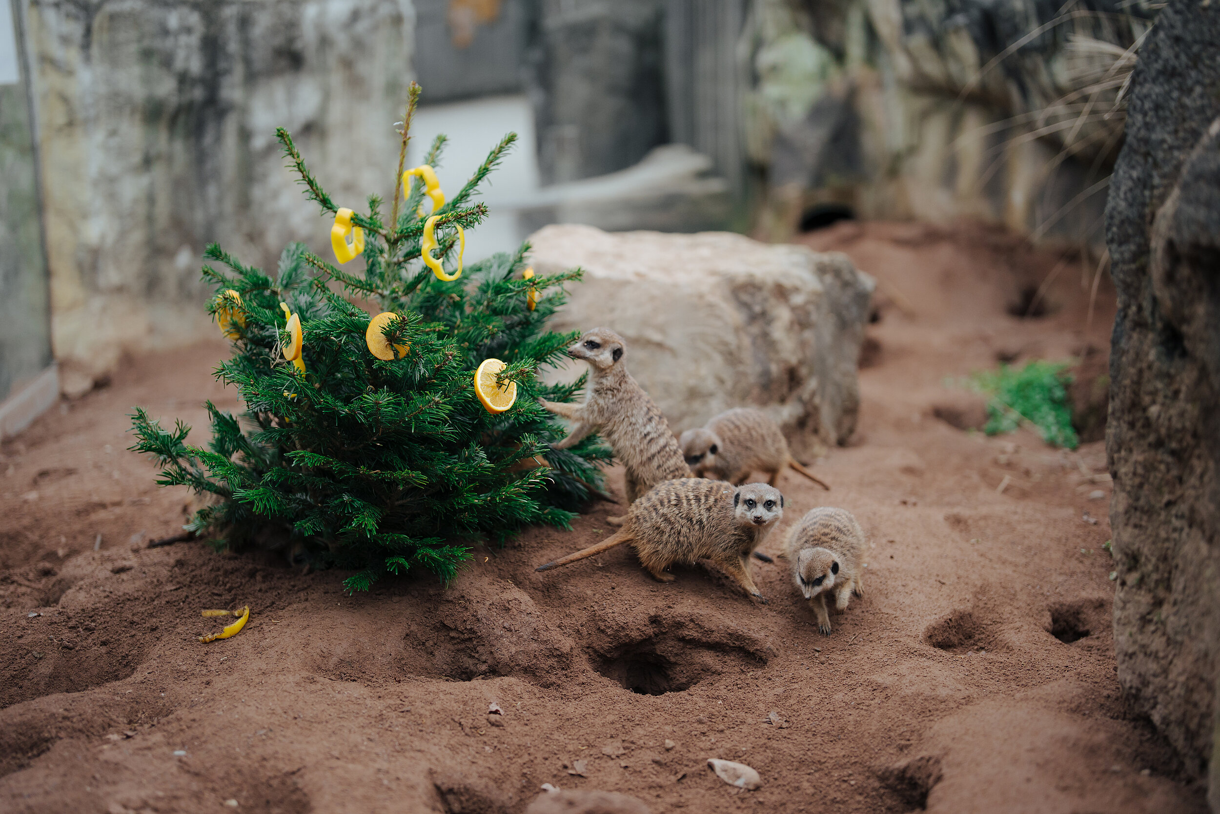 Erdmännchen im Tierpark Hellabrunn freuen sich darauf, den mit Futter geschmückten Weihnachtsbaum zu inspizieren. Copyright: Jan Saurer