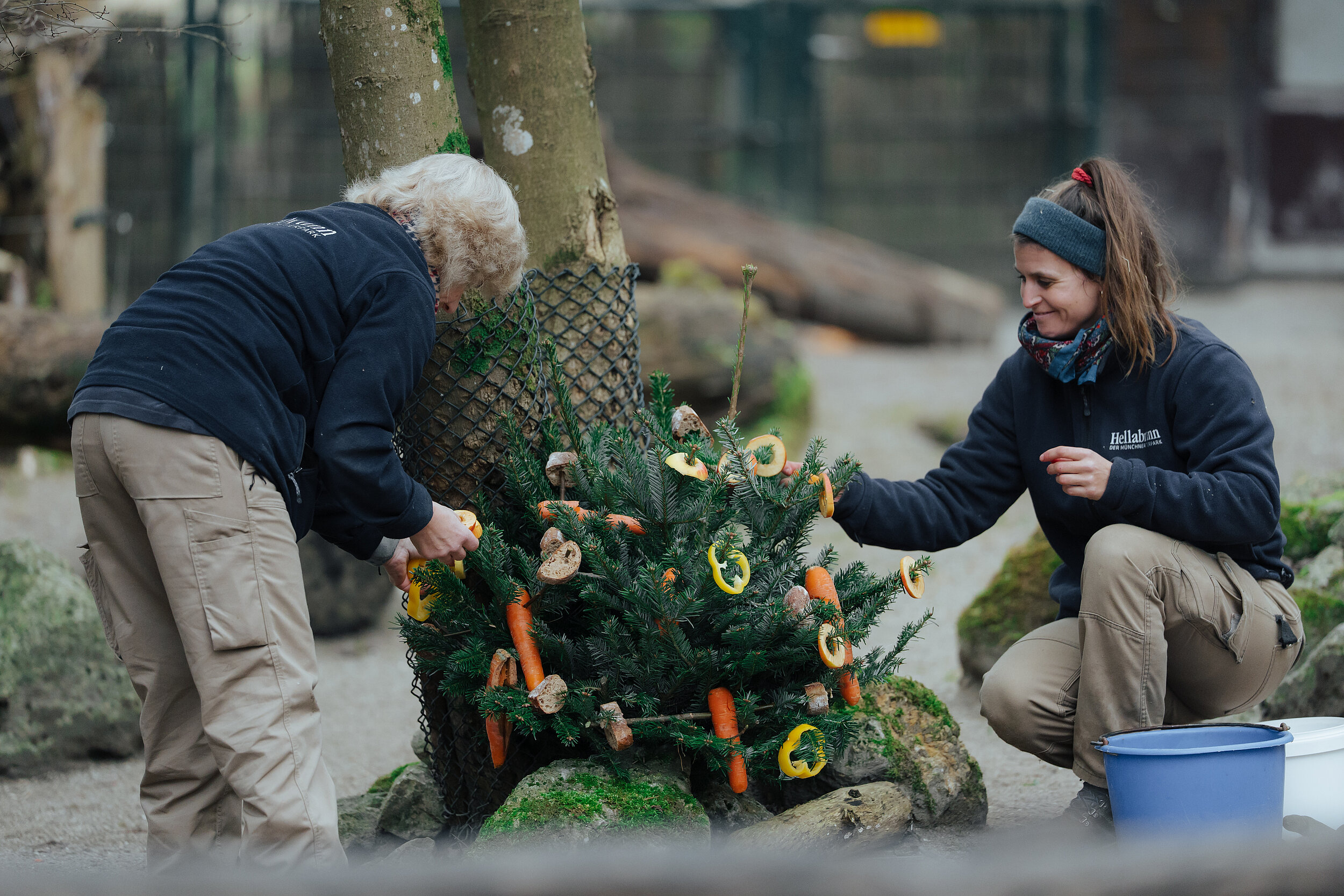 Zwei Tierpflegerinnen im Tierpark Hellabrunn bereiten einen Weihnachtsbaum mit Futter für die Netzgiraffen vor.