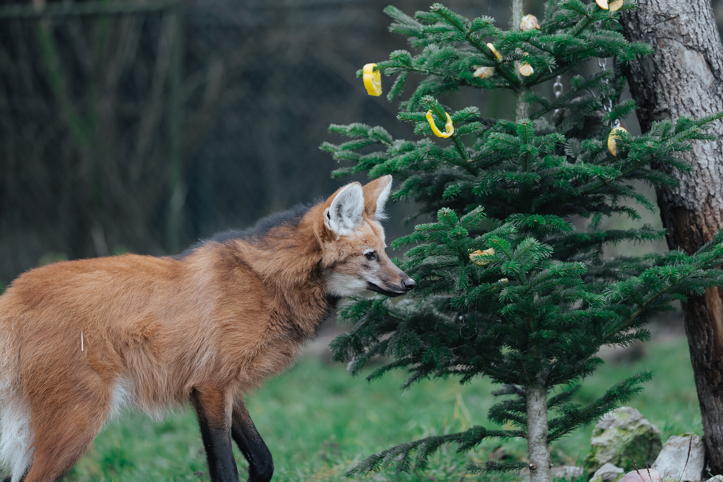 Ein Mähnenwolf im Tierpark Hellabrunn vor einem mit Futter geschmückten Weihnachtsbaum 