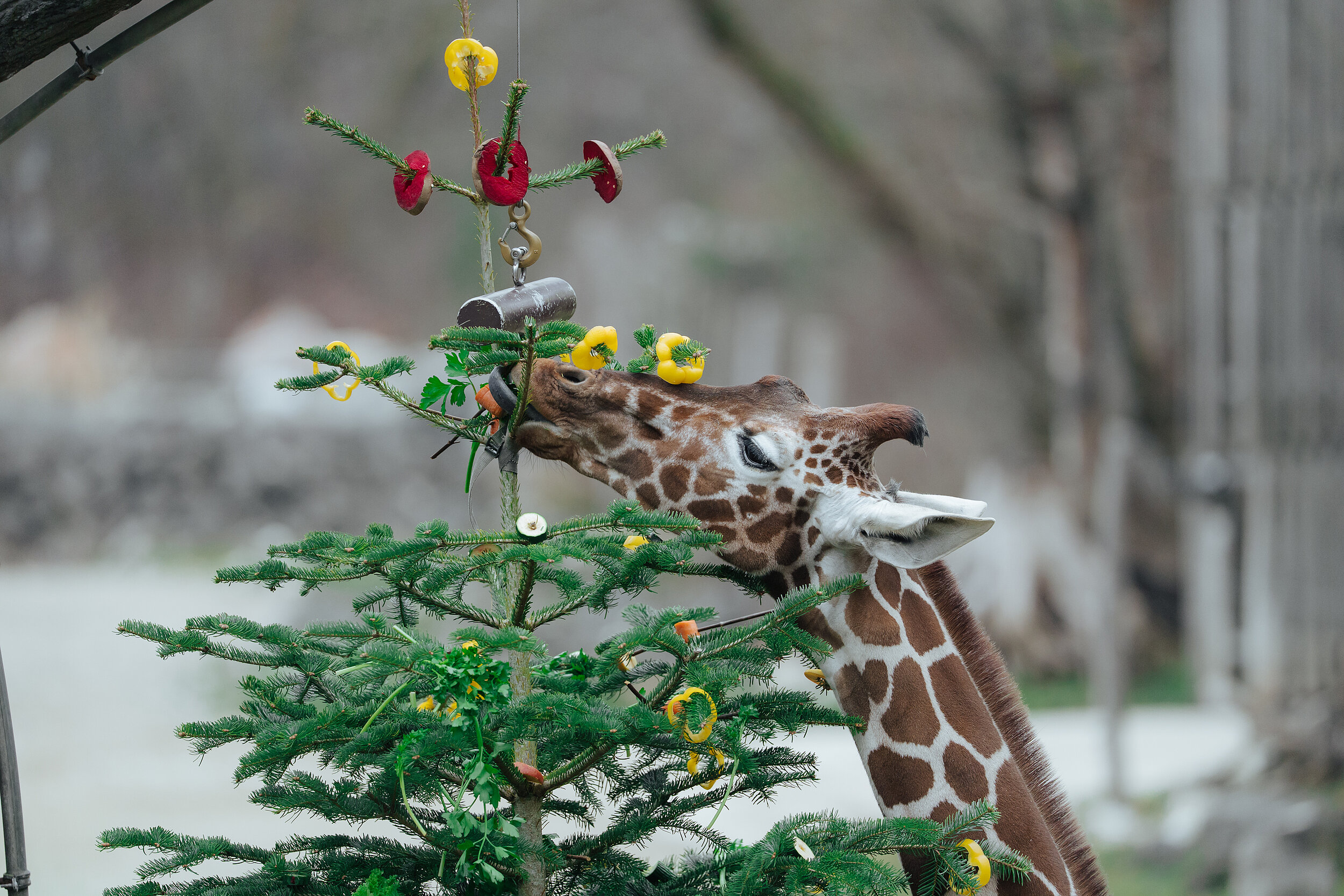 Ein Netzgiraffe im Tierpark Hellabrunn ferutg sich überf die mit Futter geschmückten Weihnachtsbäume 