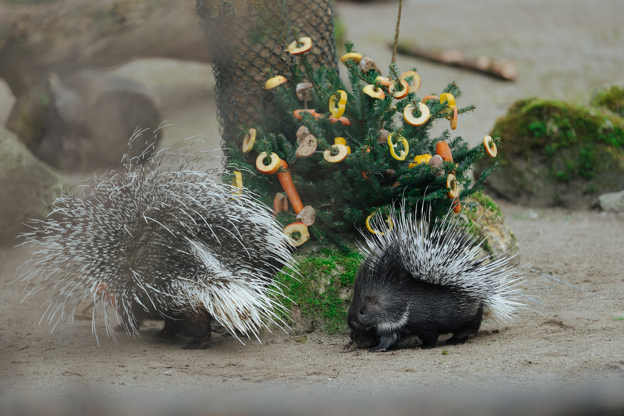 Ein Stachelschwein und sein Jungtier inspizieren neugierig einen mit Futter geschmückten Weihnachtsbaum 