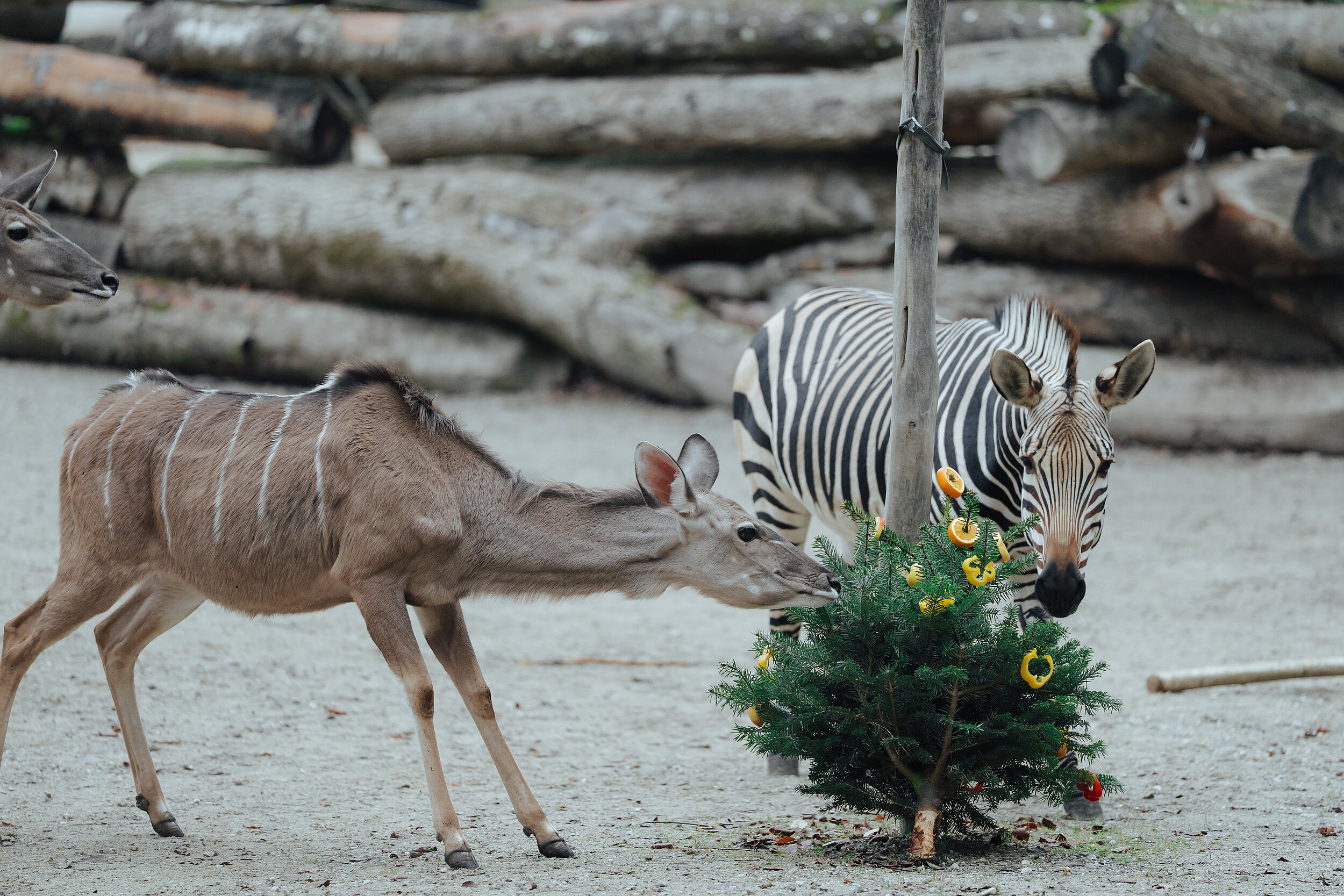 Ein Kudu und ein Zebra im Tierpark Hellabrunn knabbern an einem mit Futter geschmückten Weihnachtsbaum 