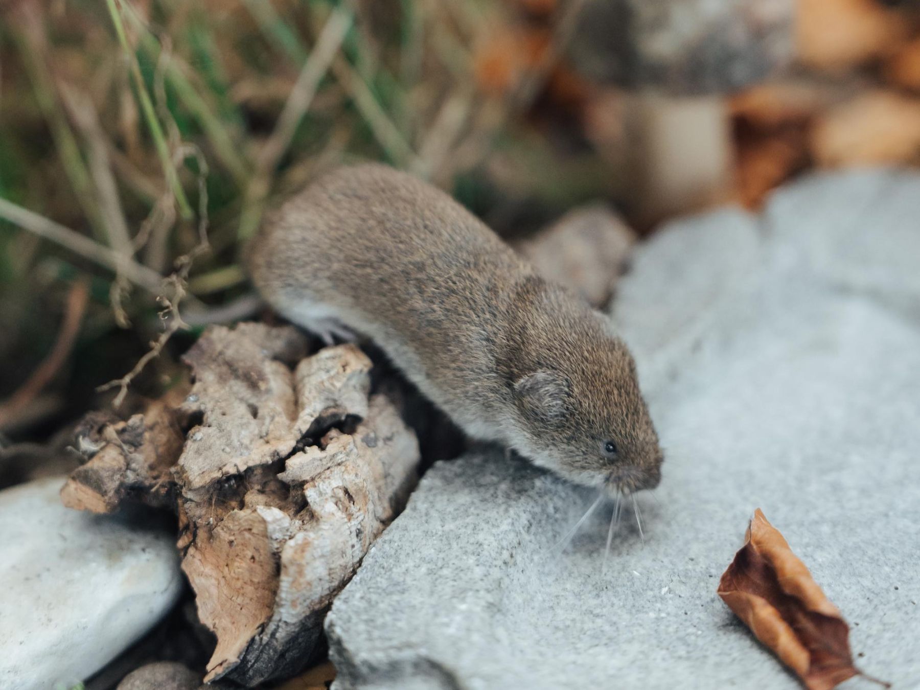 Bayerische Kurzohrmaus Bayerische Kurzohrmaus