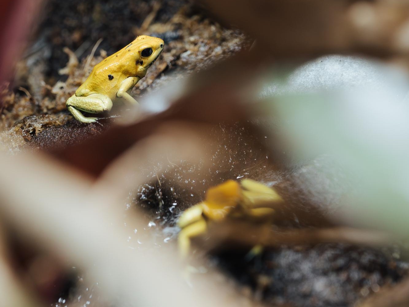 Goldener Pfeilgiftfrosch