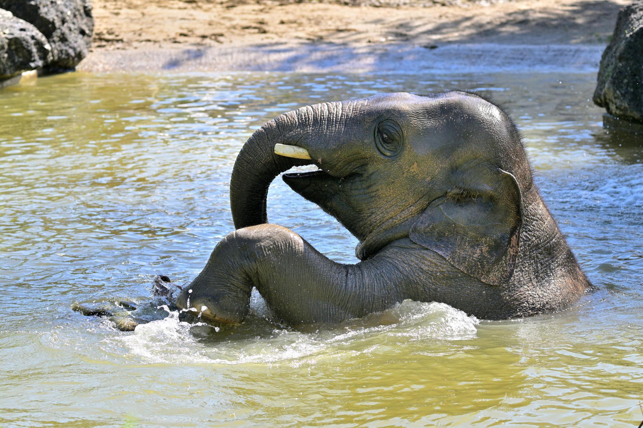 Auch das Badebecken war für Otto stets ein großer Spaß (Copyright: Tierpark Hellabrunn / Foto: Birgit Mohr).