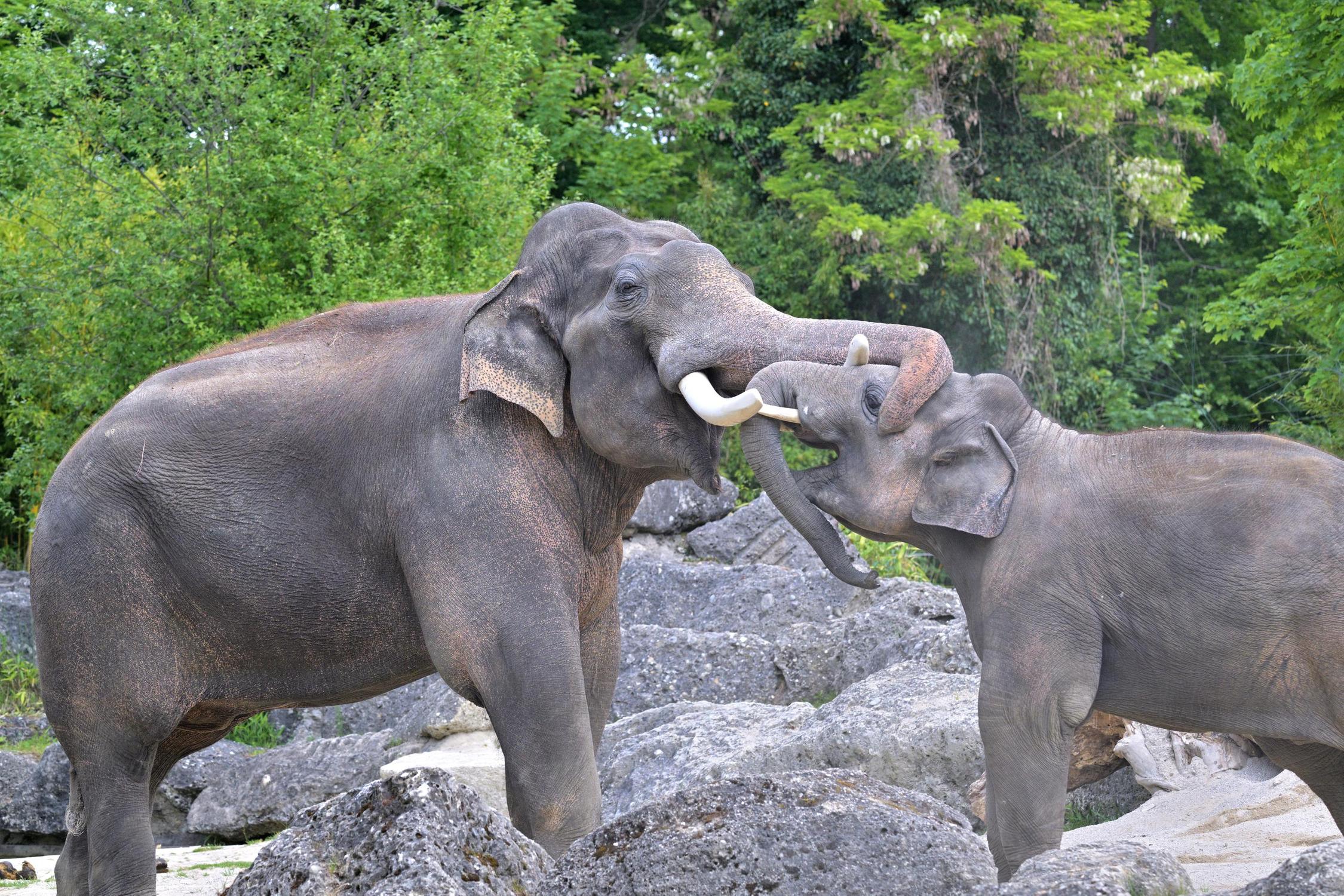 Mit Vater Gajendra hat man sich sehr gut verstanden (Copyright: Tierpark Hellabrunn / Foto: Birgit Mohr).