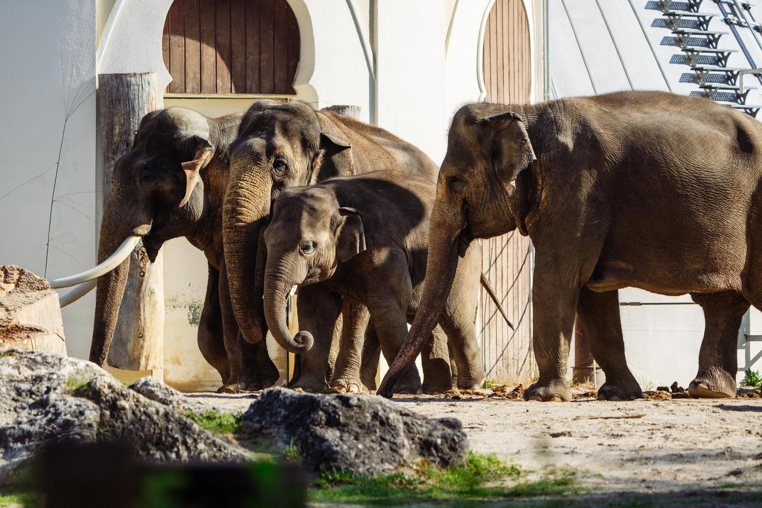 Innerhalb der Herde haben alle gut auf Otto aufgepasst (Copyright: Tierpark Hellabrunn / Foto: Jan Saurer).