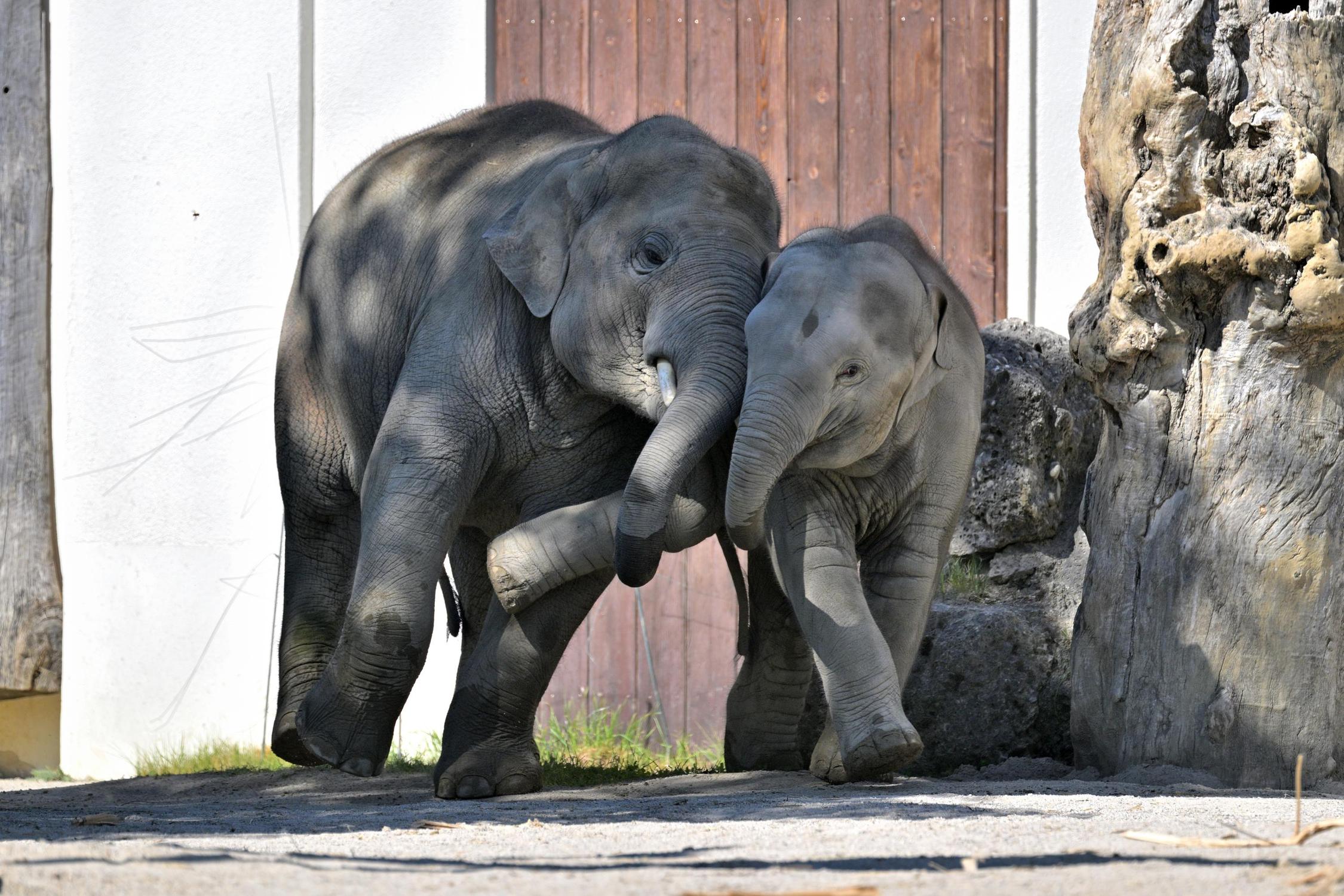 Mit Neuzugang Savani hatte Otto eine tolle Spielgefährtin gewonnen (Copyright: Tierpark Hellabrunn / Foto: Birgit Mohr).