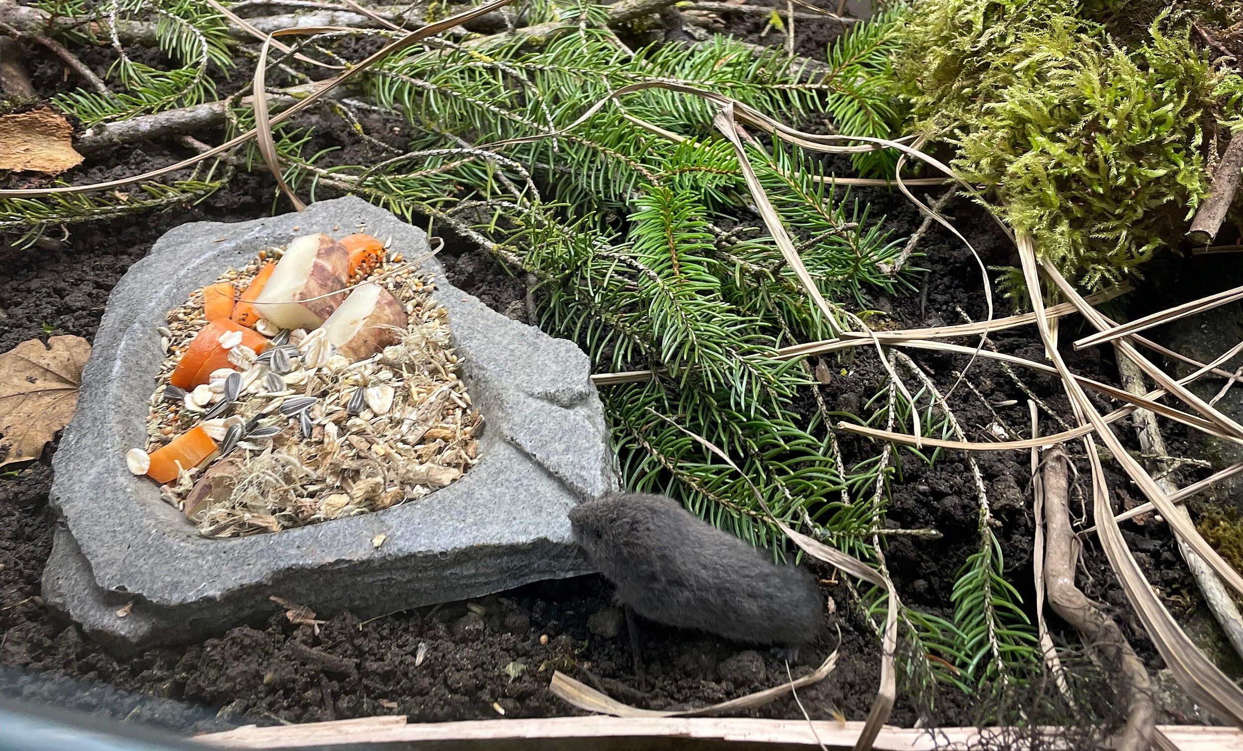 Der neugeborene Nachwuchs der bedrohten Bayerischen Kurzohrmaus im Tierpark Hellabrunn / Copyright: Tierpark Hellabrunn