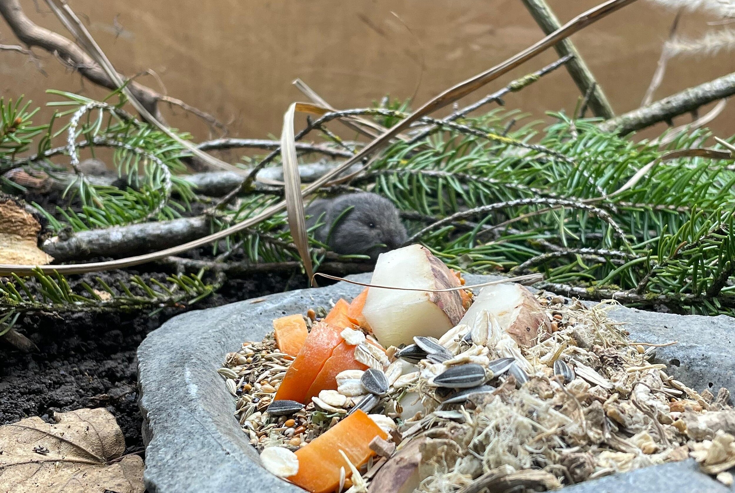 Der neugeborene Nachwuchs der bedrohten Bayerischen Kurzohrmaus im Tierpark Hellabrunn / Copyright: Tierpark Hellabrunn