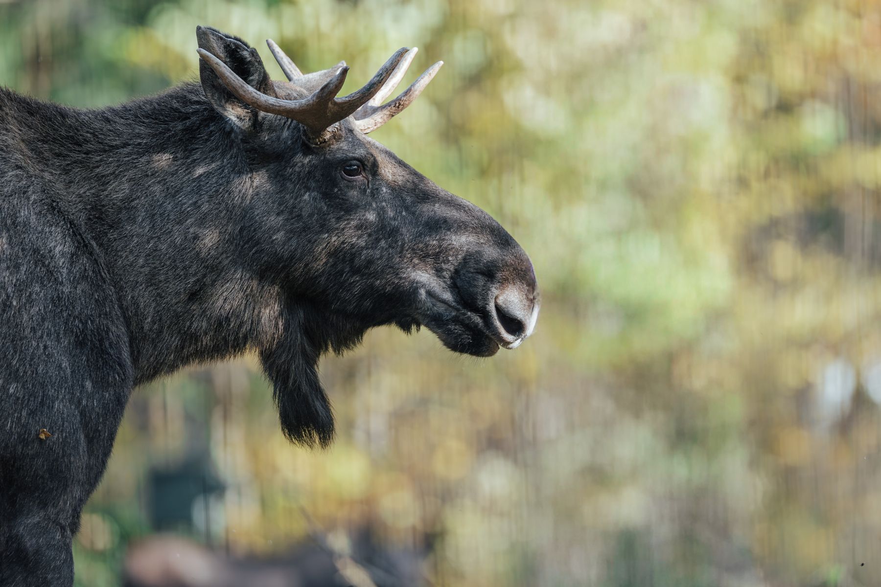 ein Elch Bulle steht auf der Elch-Anlage im Tierpark Hellabrunn 